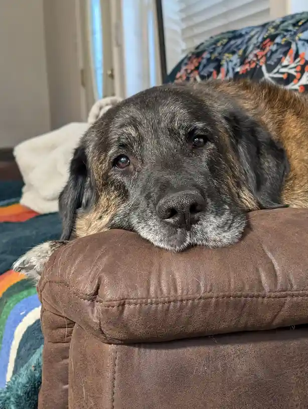 A close-up photo of a brindle and black dog with gray muzzle fur resting its head on the arm of a brown leather couch. The…
