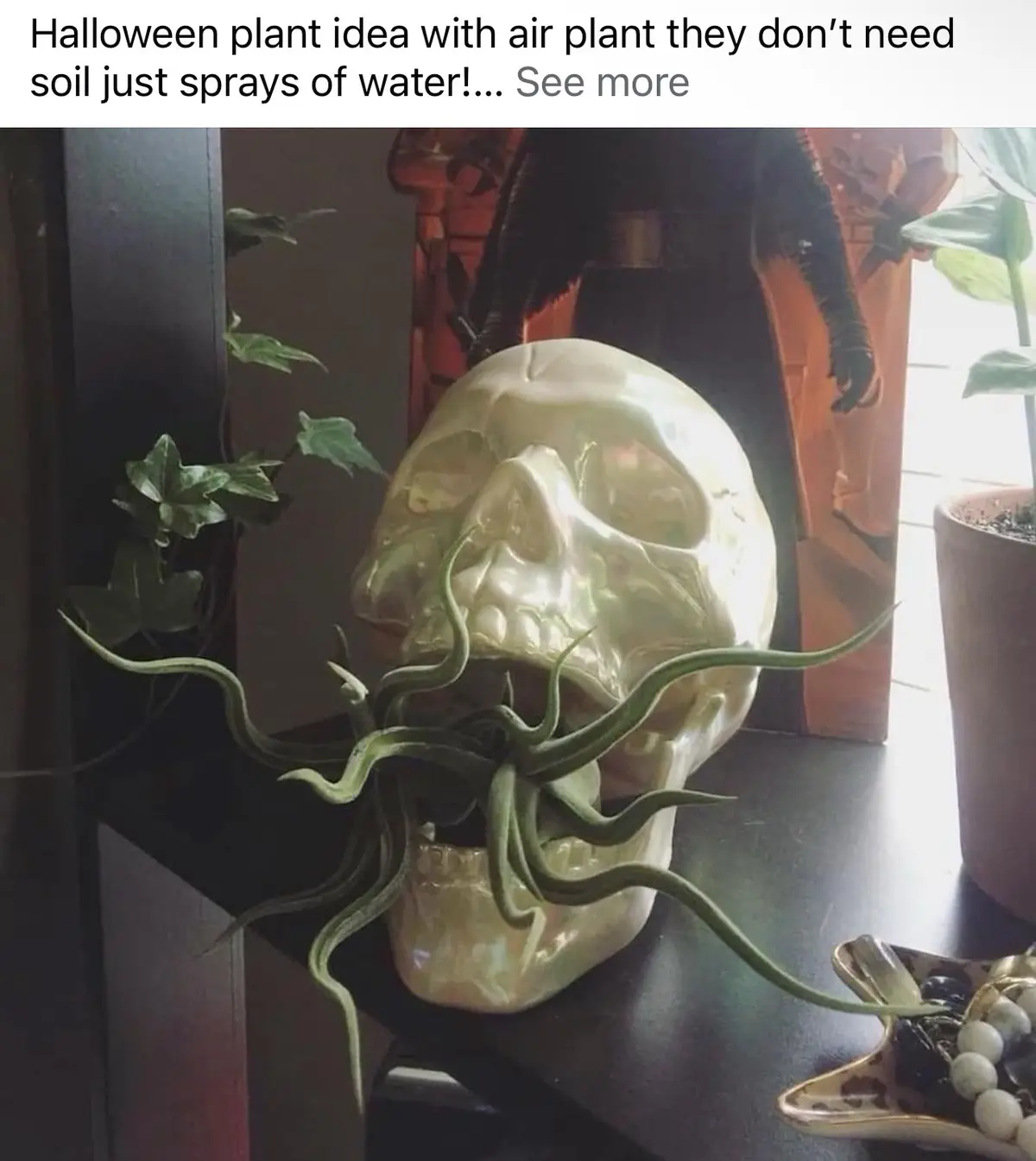 A glossy, off-white decorative skull sits on a dark surface, with a green air plant growing out of its open mouth, its long…