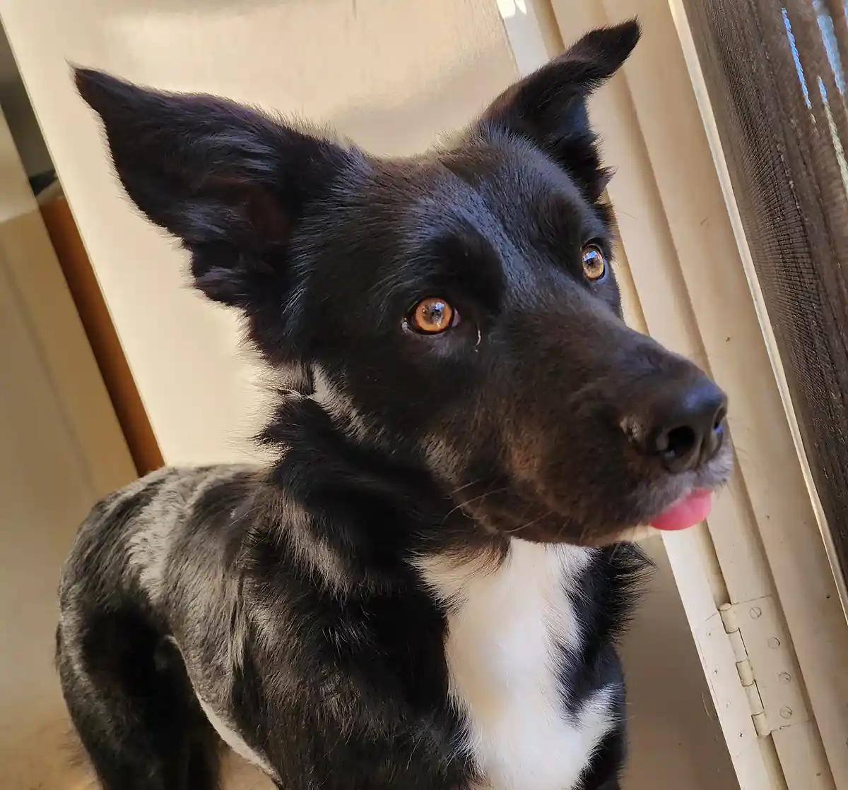 When Your Mind Goes Blank: No Thoughts, Just Derp