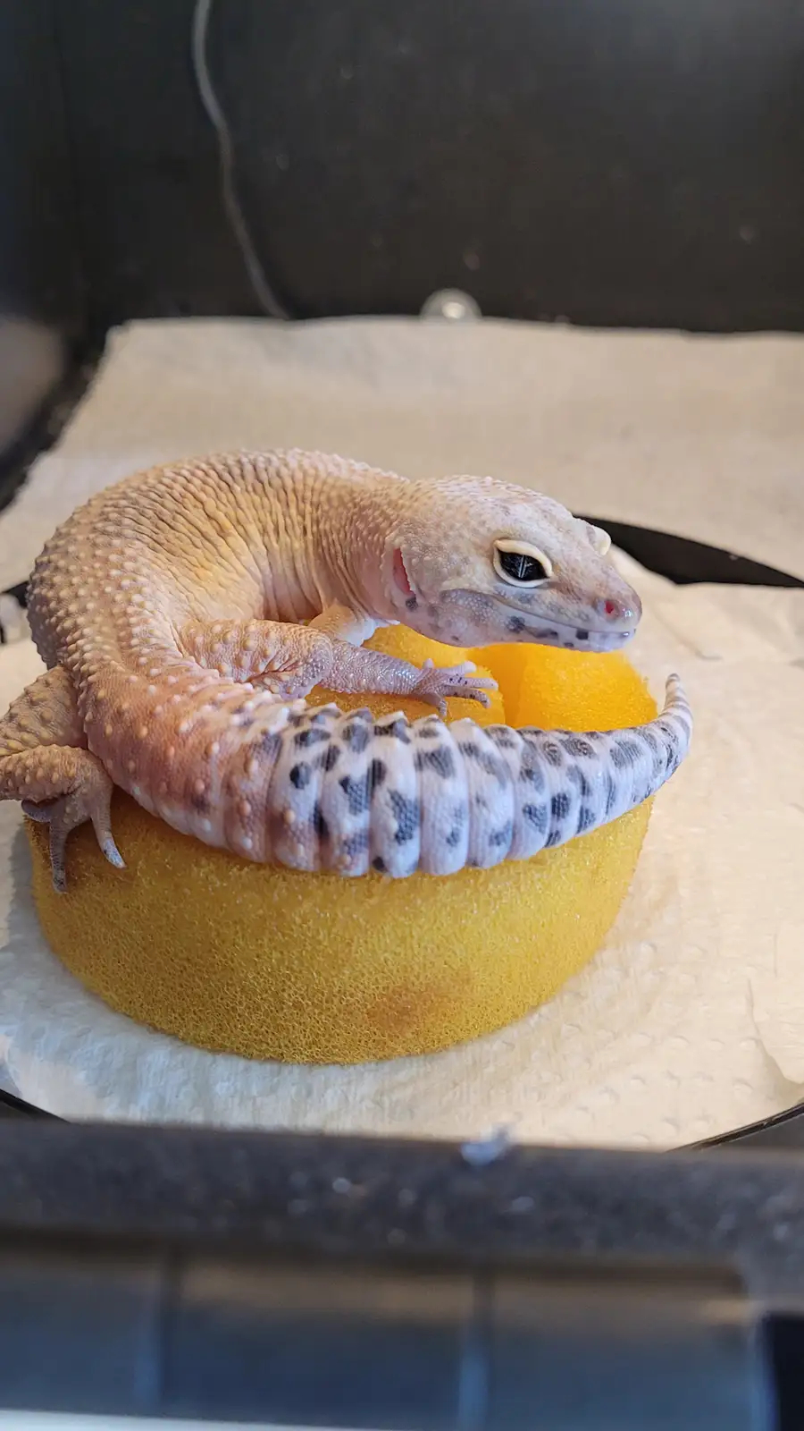 A pale, spotted leopard gecko is curled atop a bright yellow, porous sponge, which rests on a paper towel. The gecko's body…