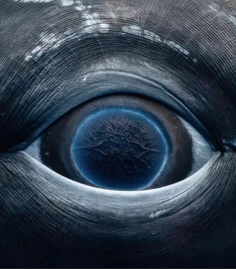 A Stunning Close-Up of a Whale's Eye