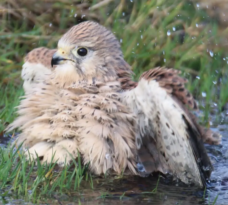 A wet, fluffy bird, likely a kestrel, sits in shallow water with grass around it, its feathers soaked and matted. Water…