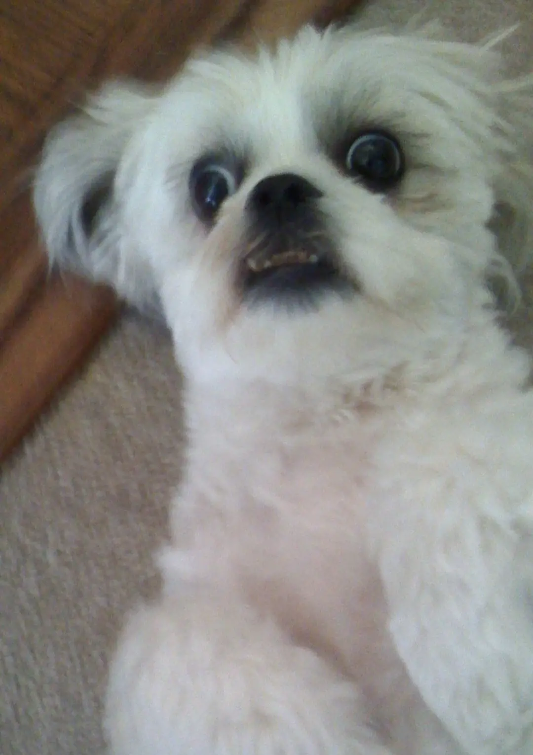 A close-up photo of a small, fluffy white dog with wide, startled eyes and an open mouth, looking upward. The dog is lying…