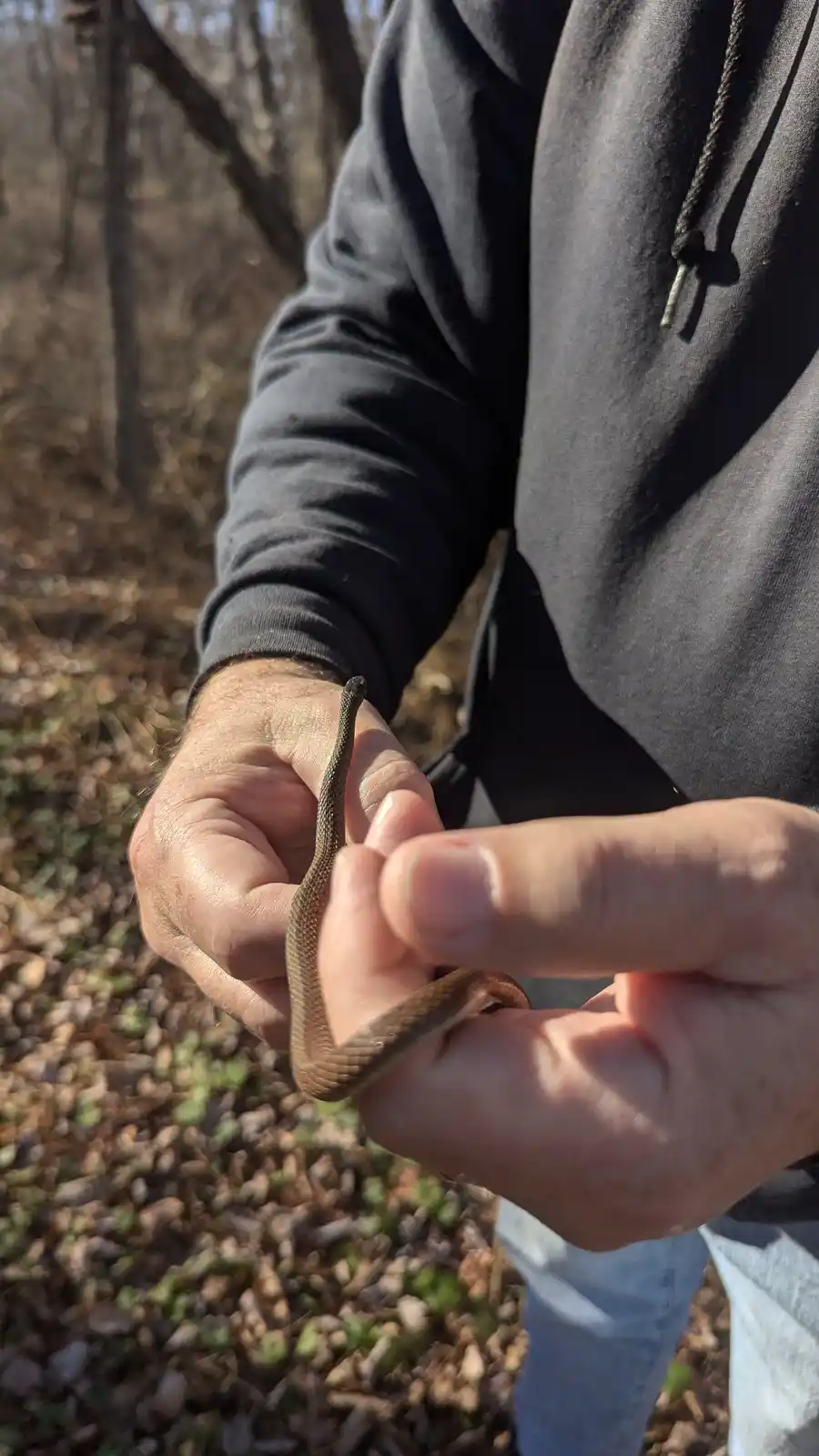 A person wearing a dark grey hoodie is holding a small brown snake gently in their hands outdoors in a wooded area with…