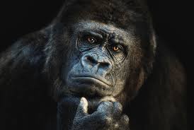 A close-up of a gorilla with a serious, contemplative expression, its hand resting thoughtfully on its chin against a dark…
