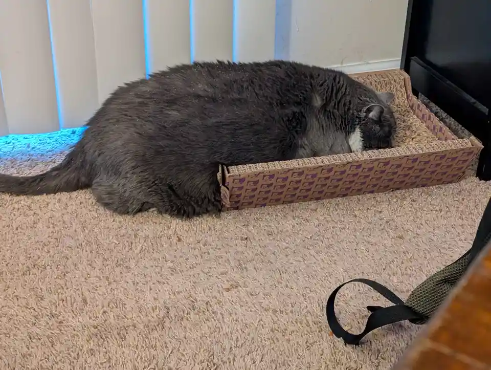A large, fluffy gray cat is sleeping inside a cardboard cat scratcher bed, with its body mostly outside the box and its head…