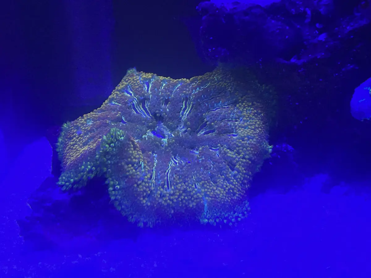 a close-up photo of a coral reef under blue lighting, with the coral's texture and coloration resembling a human face with…