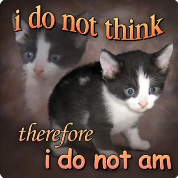 A black and white kitten with wide, innocent eyes is shown in the foreground, while a fainter, ghostly image of the same…