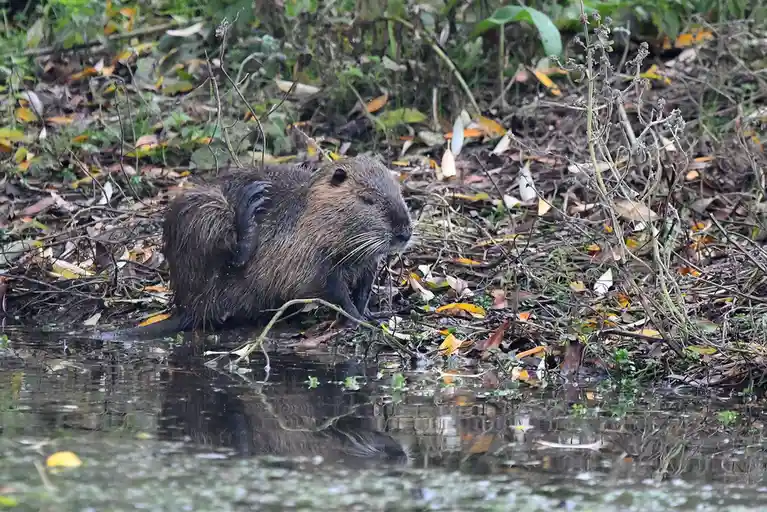 A wet, brown nutria sits at the edge of a murky pond, surrounded by fallen leaves and twigs, with its eyes closed and head…
