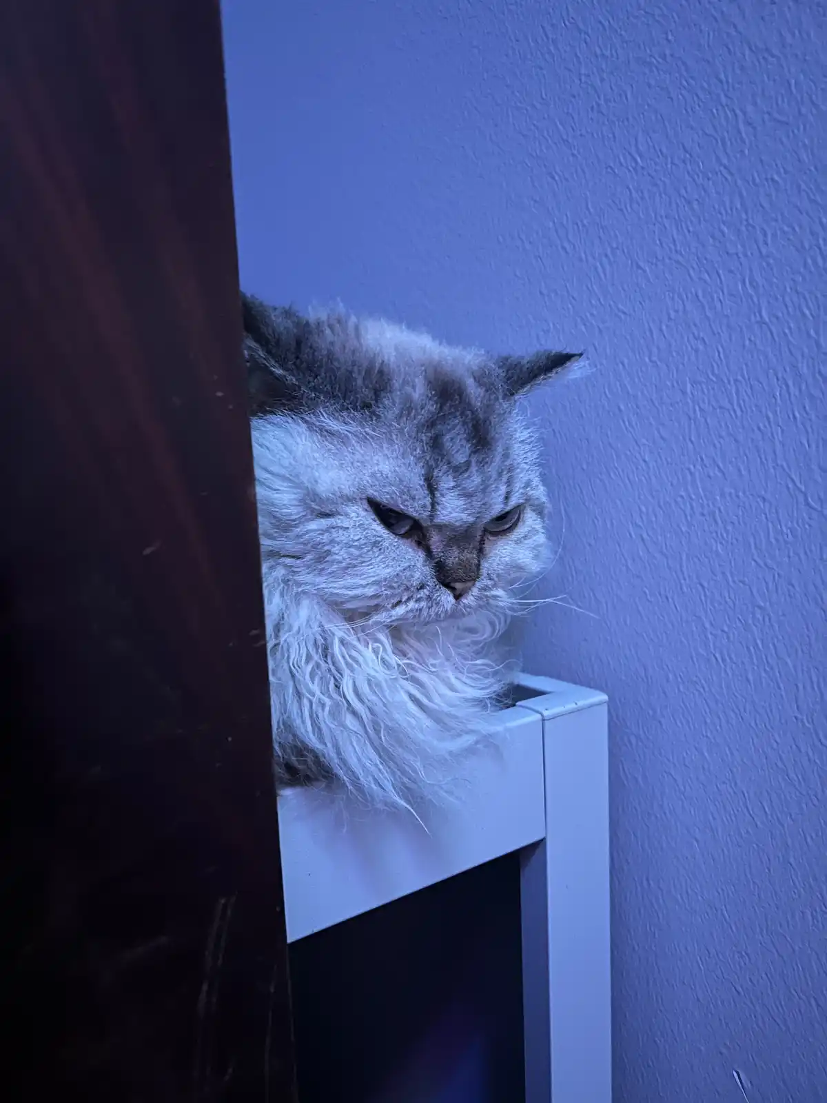 A fluffy, long-haired cat with a grumpy, scowling expression peeks out from behind a dark wooden door frame, perched on a…