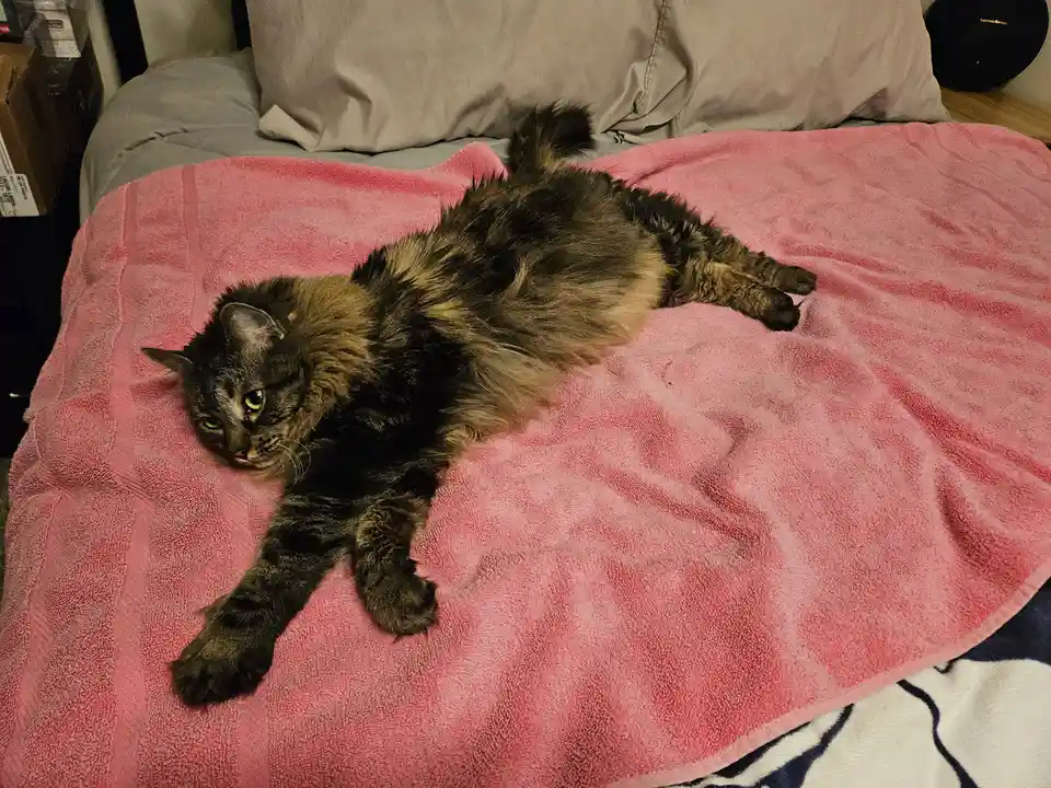 Completely Stuffed!