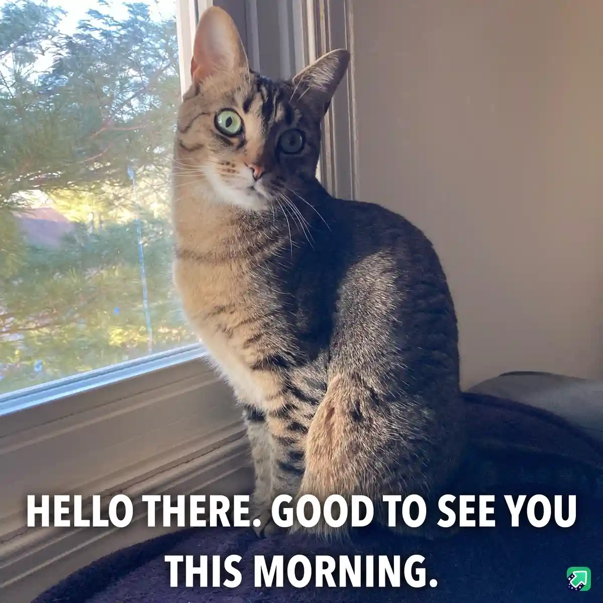 A tabby cat with striking green eyes sits upright on a windowsill, looking directly at the camera with an alert and slightly…
