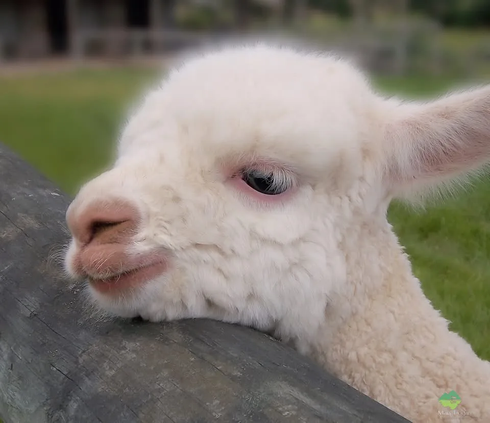 A close-up photo of a fluffy white alpaca resting its head on a wooden fence rail, looking directly at the camera with a…