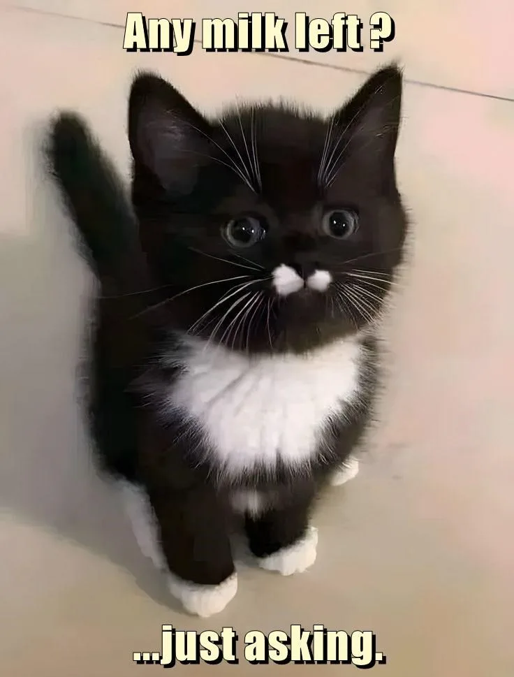 A small black and white kitten with wide, pleading eyes and white paws looks up at the camera. The text at the top reads…
