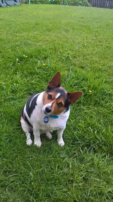 A small tricolor dog with white, black, and tan fur sits attentively on a lush green lawn dotted with small yellow and white…