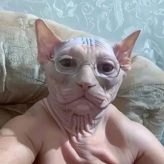 A hairless sphynx cat wearing thin-rimmed glasses sits upright on a couch, looking directly at the camera with a serious…