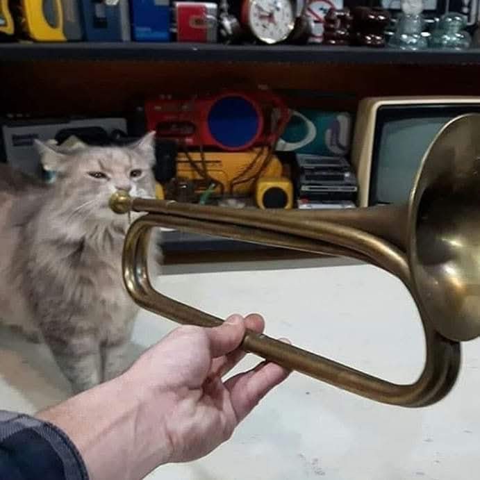 A fluffy, long-haired cat with a stern expression has its nose inserted into the mouthpiece of a brass trumpet, which is…