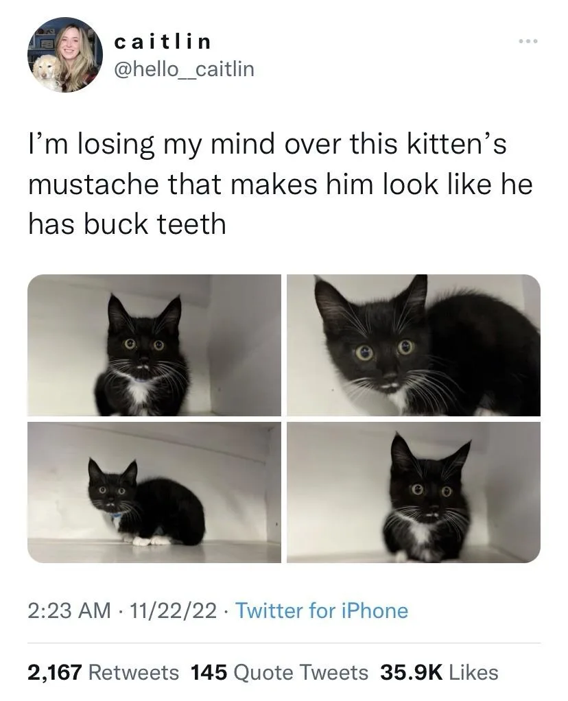 A Twitter post by user caitlin shows four photos of a black-and-white kitten with a white chest and prominent white…