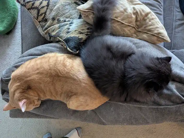 Two cats, one ginger and one black, are curled up together sleeping on a gray couch cushion. The ginger cat is on the left…