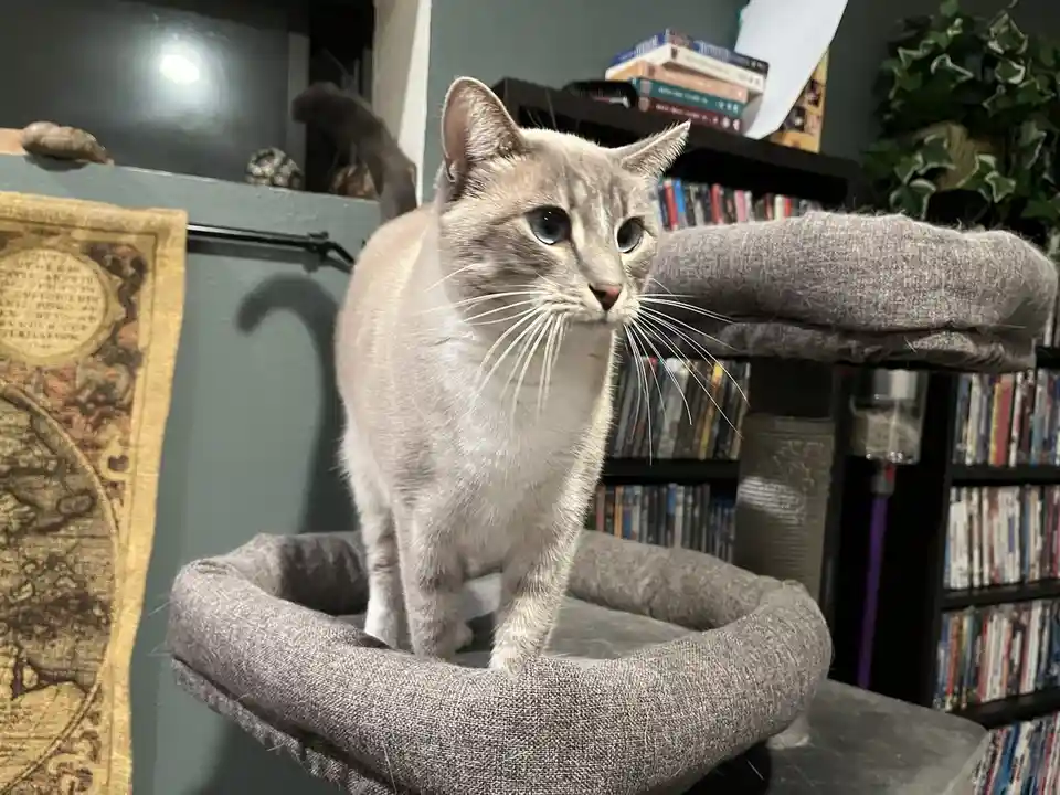 A light gray cat with blue eyes stands alert on a gray fabric cat tree perch, looking off to the side with a serious…