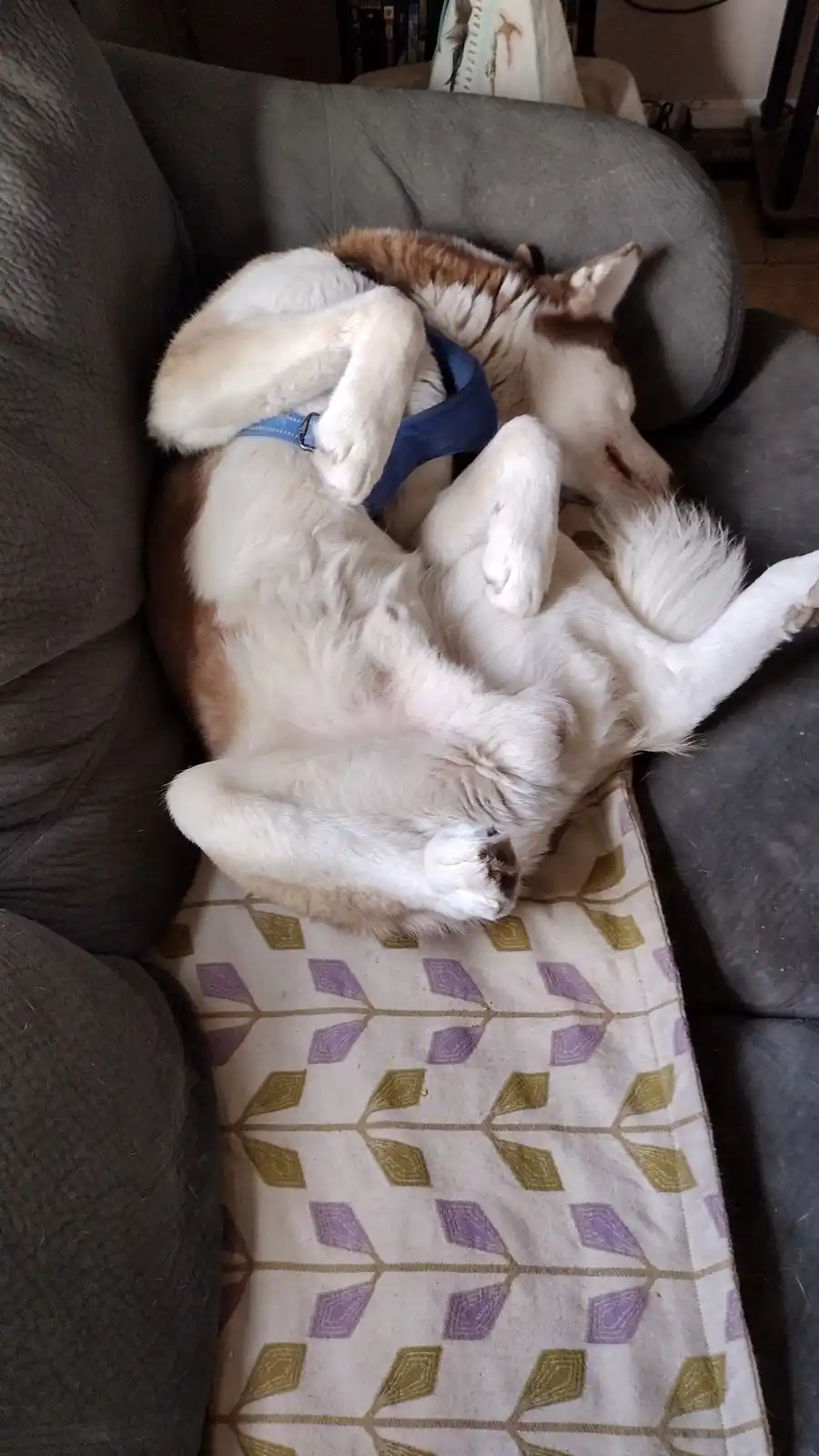 A husky dog is lying on its back on a grey couch, wearing a blue harness, with all four paws in the air and eyes closed…