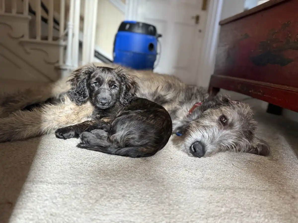 A small, dark-furred puppy is curled up and resting on the carpet, nestled against the body of a larger, shaggy grey dog…