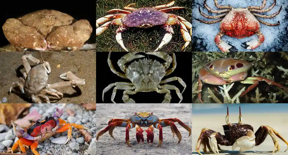 A collage of nine different crab species, each in their natural habitat, showcasing varied colors and shapes including…