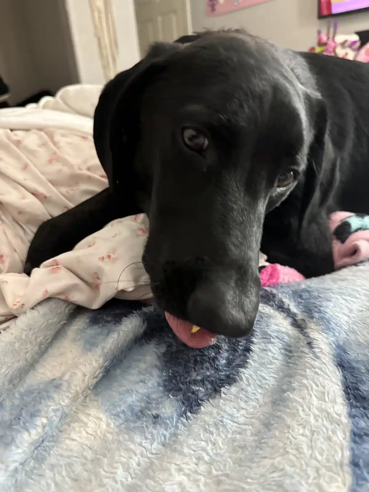 A black dog with a slightly guilty or innocent expression is lying on a bed, its tongue out with a small yellow object…