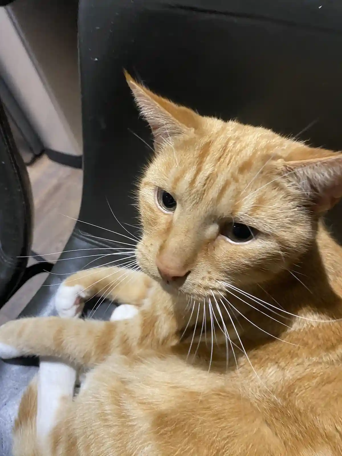 An orange tabby cat with white paws lounges on a black chair, looking slightly annoyed or unimpressed. The cat's eyes are…