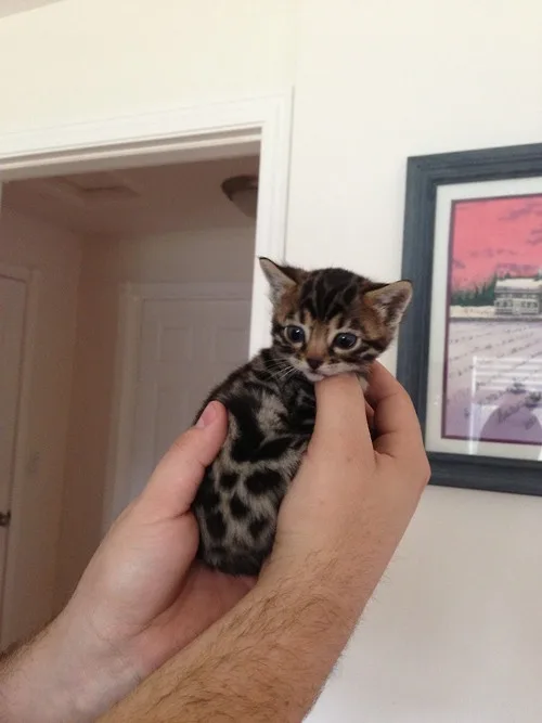 A person holds a very small, spotted tabby kitten with large, wide eyes. The kitten is being gently cradled in the person's…