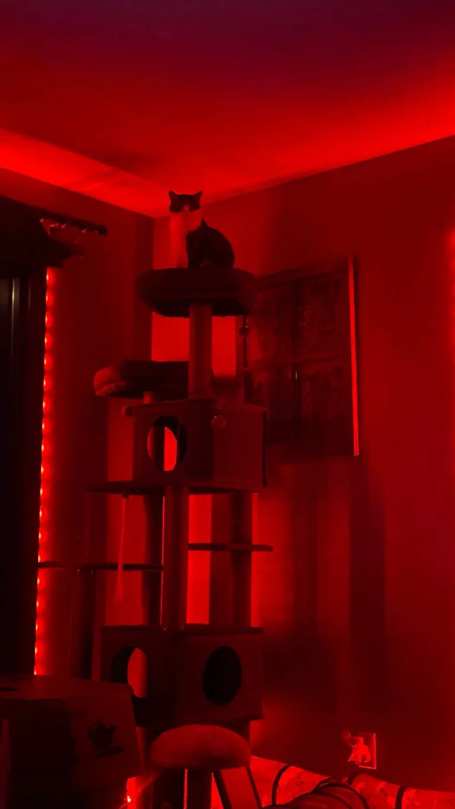 A cat sits atop a multi-level cat tree in a room bathed in intense red light, creating a dramatic, cinematic atmosphere. The…