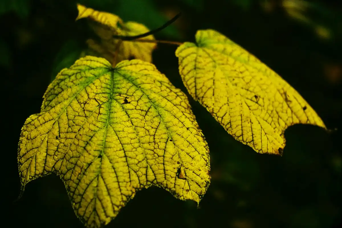 A close-up photograph of two yellow-green leaves with prominent dark veins against a dark, blurred background. The leaf on…