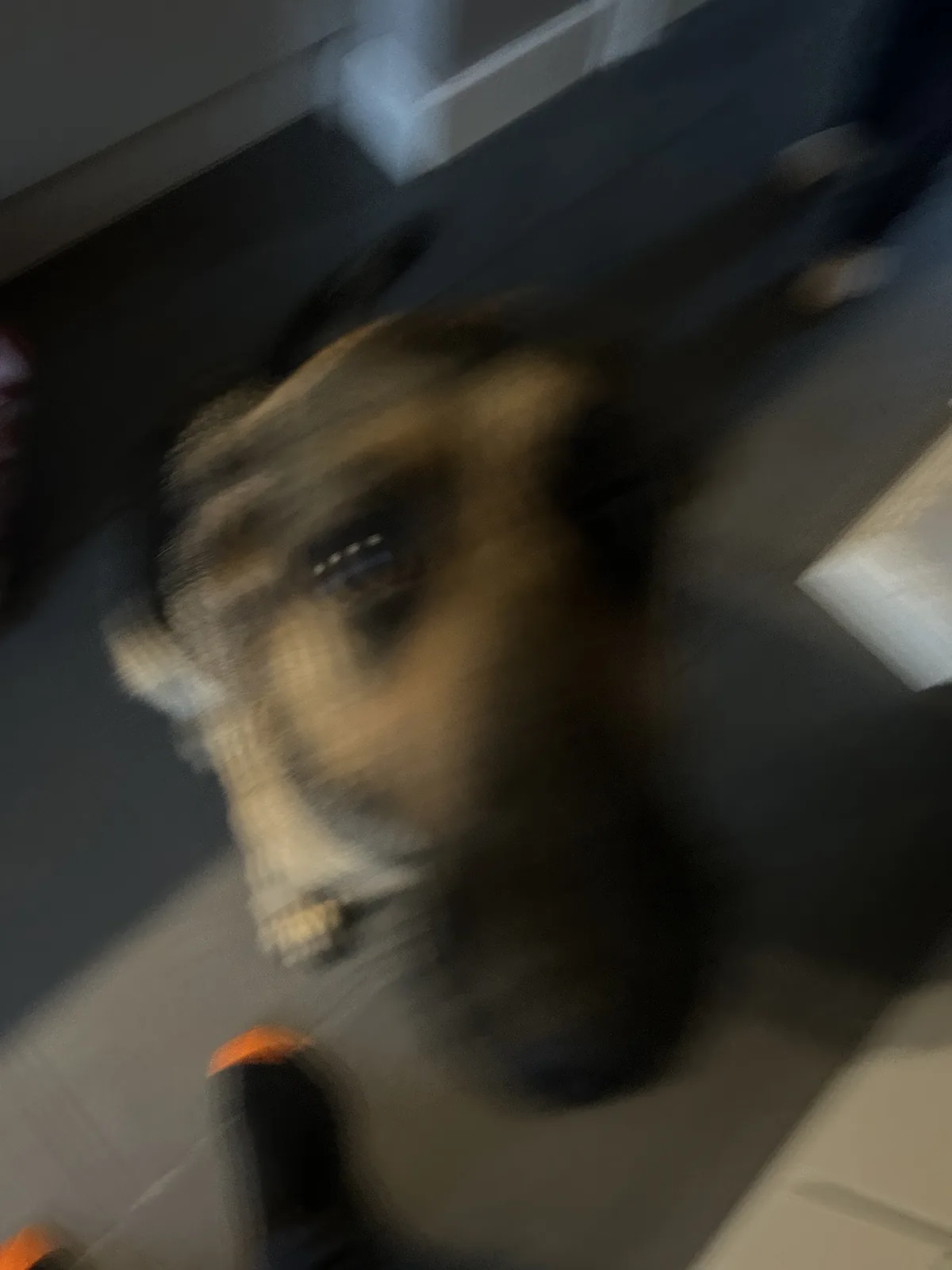 A blurry, motion-captured photo shows a dog's face looking up at the camera, with a person's foot visible in the foreground…