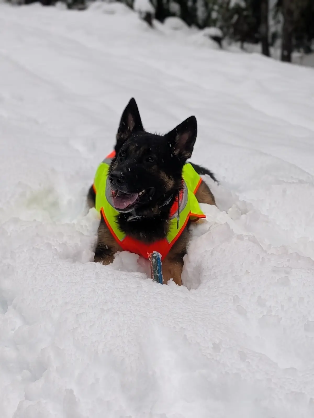 A black and tan dog, likely a German Shepherd, is lying in deep snow wearing a bright yellow and orange high-visibility…