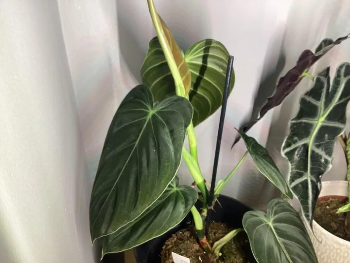 A close-up photo of a potted plant with large, dark green, heart-shaped leaves and a black support stake inserted into the…