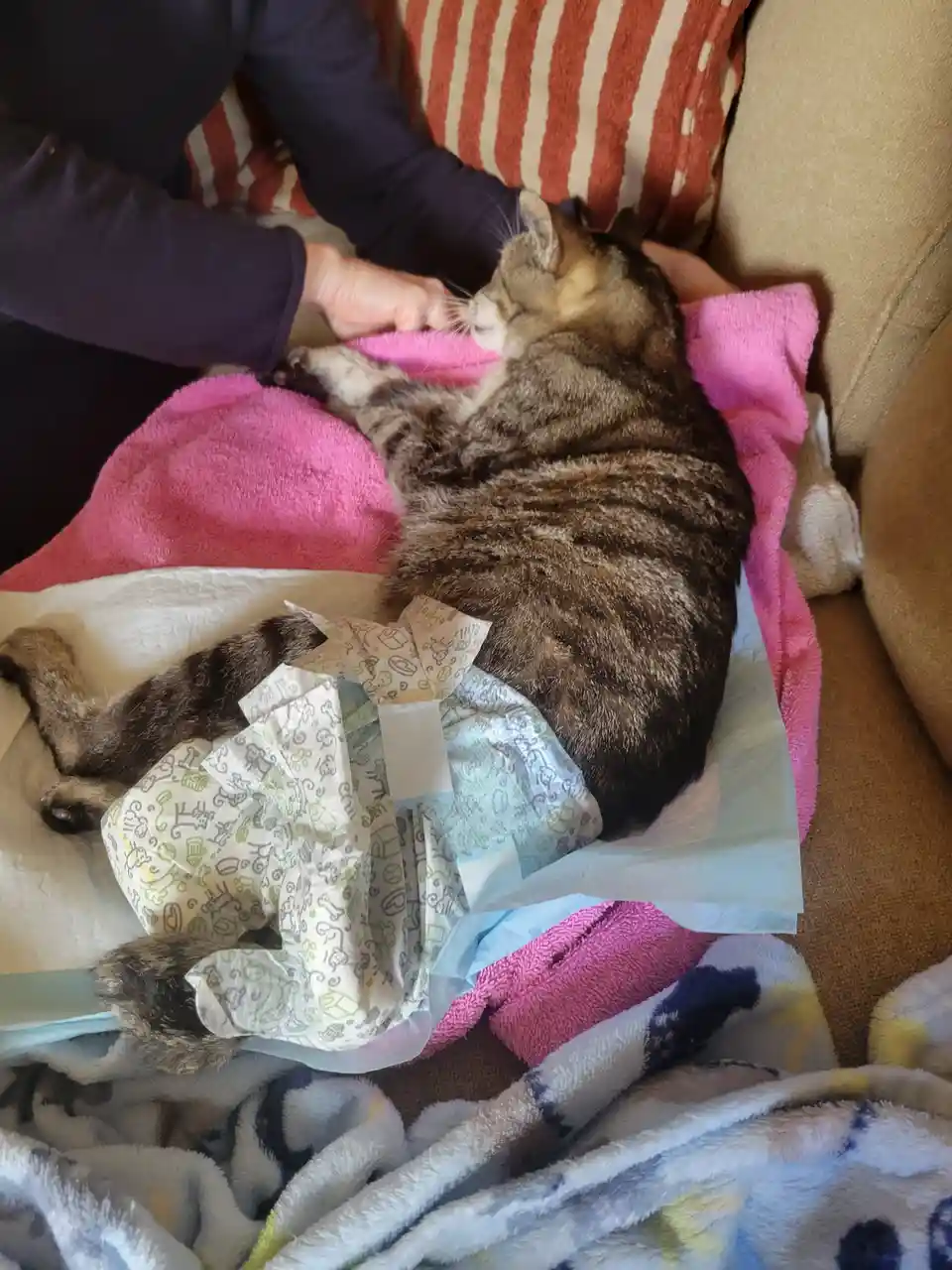 A tabby cat is lying on its side on a couch, wrapped in a pink towel and wearing a baby diaper, while a person's hand gently…