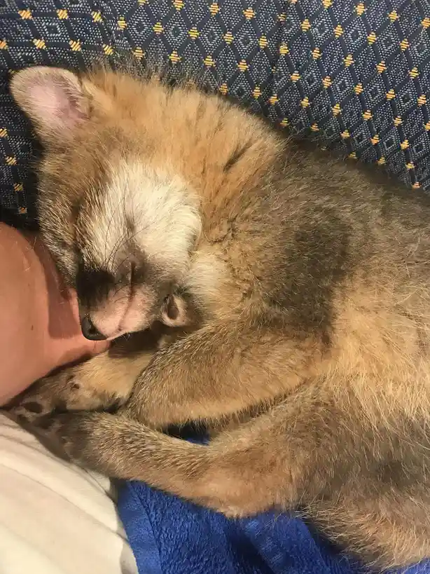 A small, fluffy raccoon pup is curled up asleep on a person's arm, resting on a blue towel and a patterned dark blue fabric…