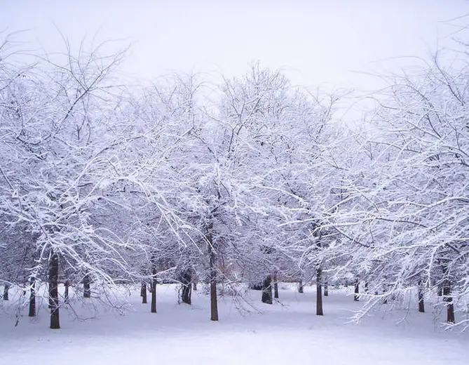 A serene winter scene shows numerous bare trees heavily coated in snow, with a thick blanket of snow covering the ground…