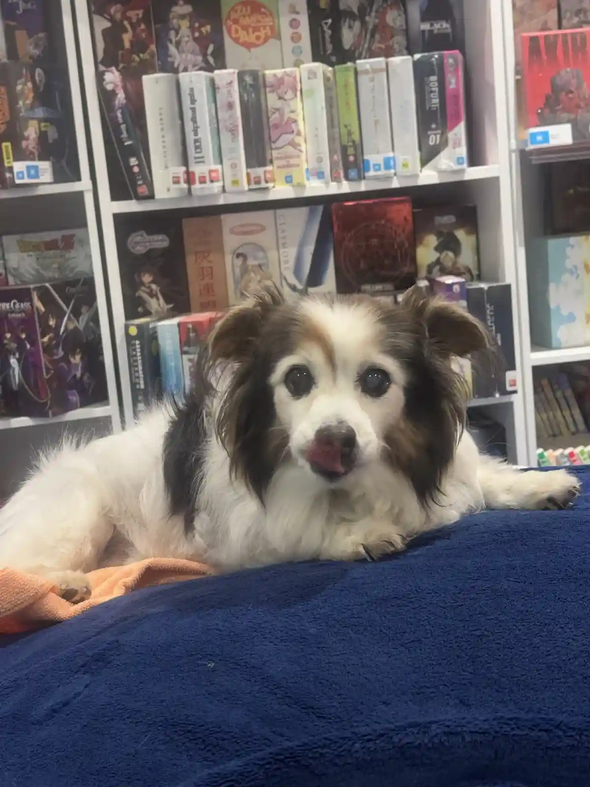 A small, fluffy dog with white and brown fur lies on a blue towel, licking its nose, in front of a white bookshelf filled…