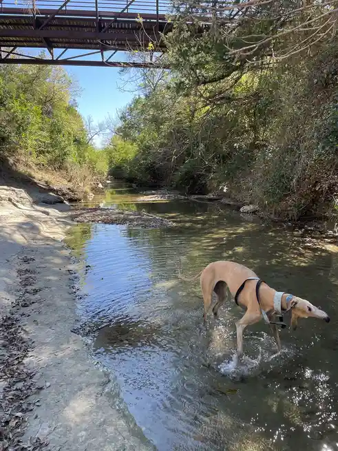 A slender, tan-colored dog wearing a harness is wading through shallow, clear water in a natural creek, surrounded by trees…