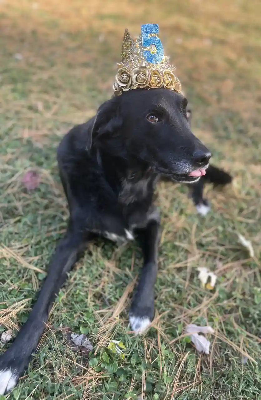 A black dog with white paws sits on grass wearing a gold and blue birthday crown with the number 5 on top. The dog has its…