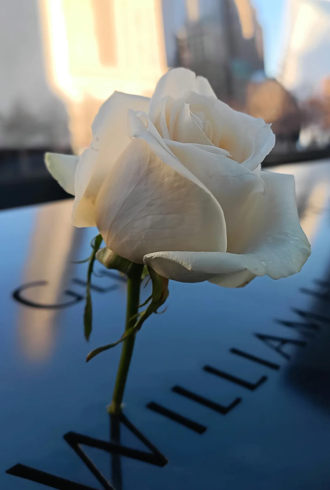 A single white rose is placed on a reflective, dark blue memorial plaque with the engraved name 'GLEN WILLIAM' partially…