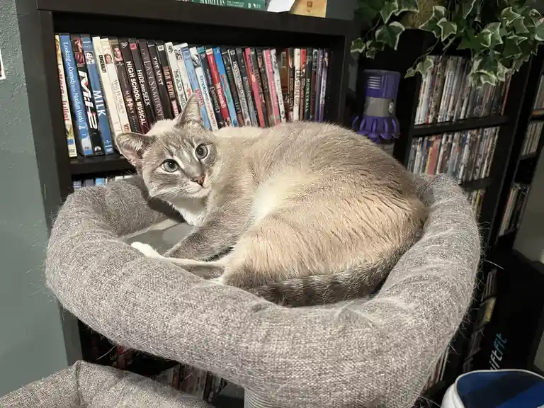 A gray cat with blue eyes is curled up in a gray, fluffy cat bed positioned in front of a black bookshelf filled with DVDs…