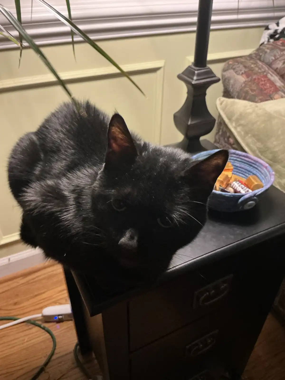 A black cat with a grumpy, unimpressed expression is perched on a dark wooden side table, looking directly at the camera…
