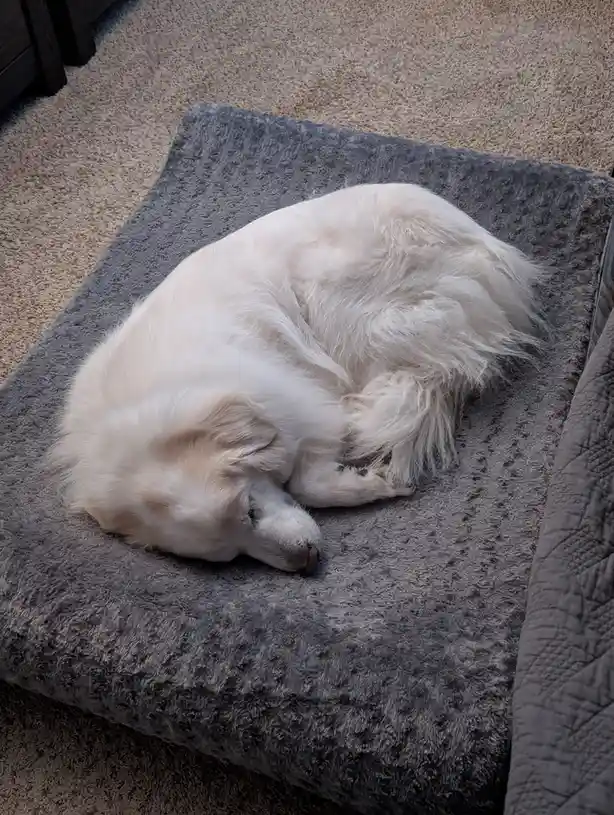 A fluffy white dog is curled up and sleeping soundly on a grey textured pet bed placed on a beige carpet. The dog's eyes are…