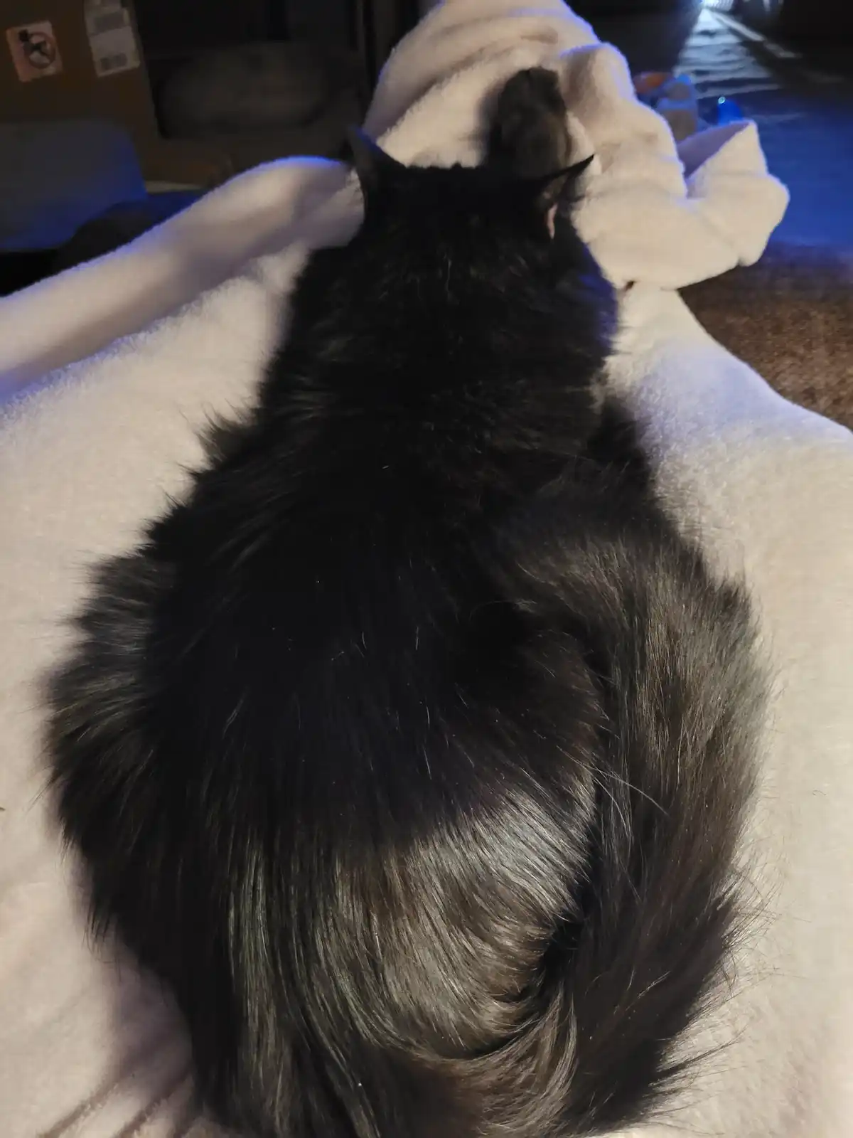 A fluffy black cat is curled up and sleeping on a white blanket, viewed from behind. The cat's tail is wrapped around its…