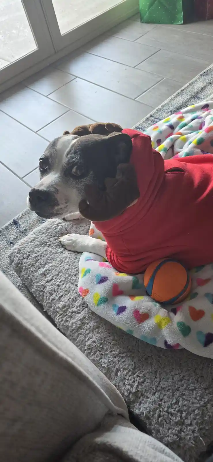A black and white dog wearing a red hoodie with brown dog-ear-like hood details lies on a grey couch, partially covered by a…