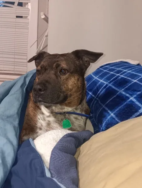 A brown and white dog with a green tag on its blue collar is nestled under blankets on a bed, looking upward with a tired…