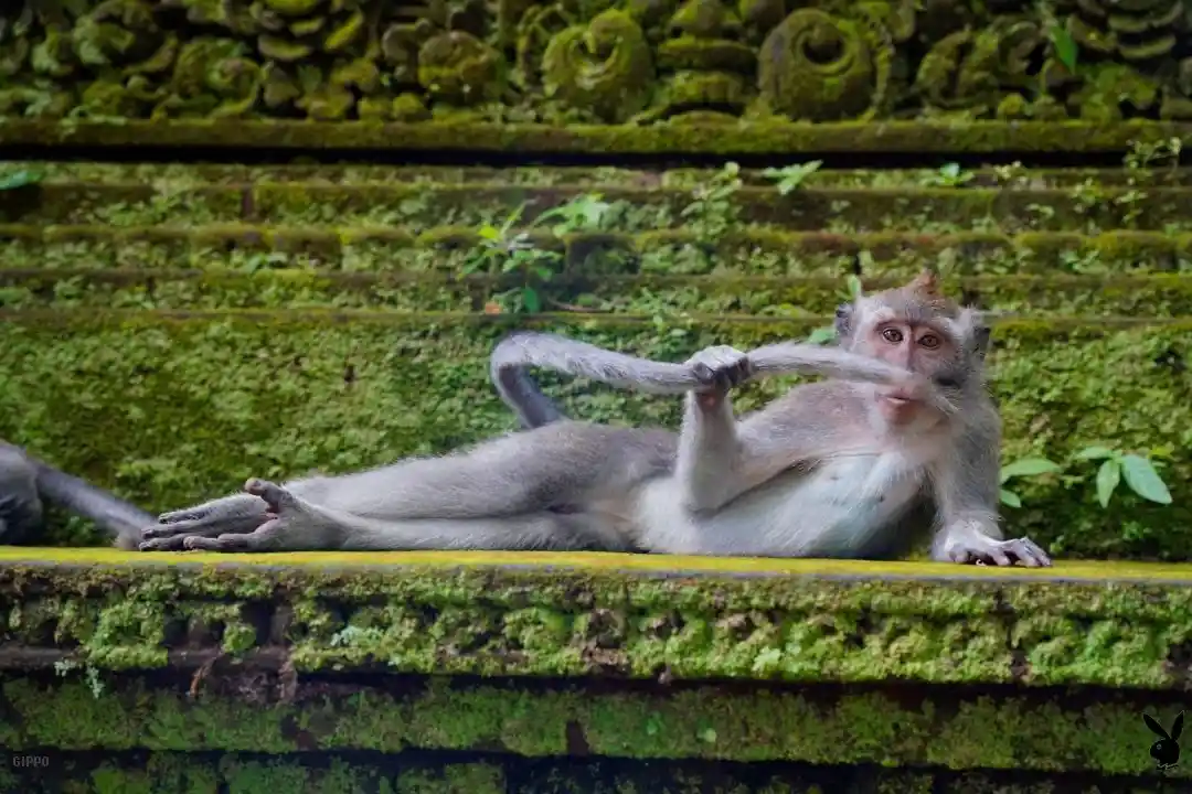 a monkey lies on moss-covered stone steps, holding its tail with one hand and looking directly at the camera. The background…