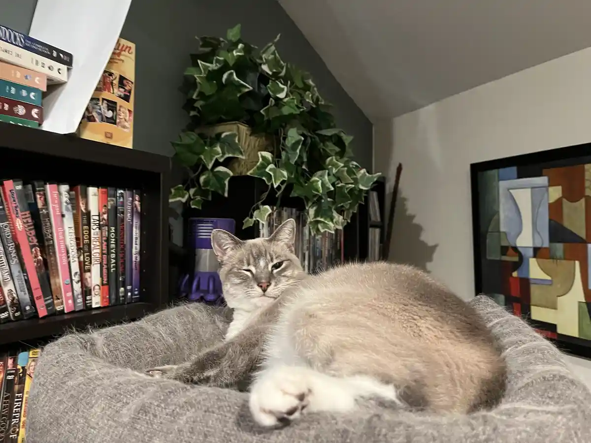 A gray and white cat lounges in a gray pet bed with one eye half-closed, looking relaxed and unbothered. Behind it are…